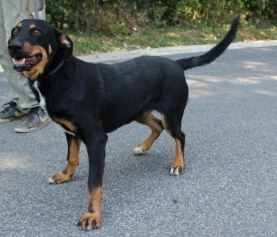 Hajnika ♥ Transportpate gefunden →6/2019 ♥ vermittelt an die Berner Sennenhunde in Not♥