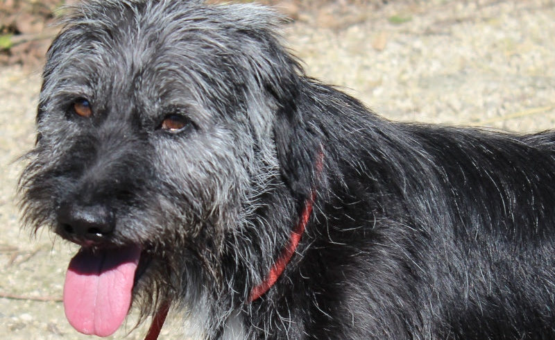 Toto !Transportpaten gefunden →9/2019 ♥vermittelt an die Schnauzer Nothilfe♥