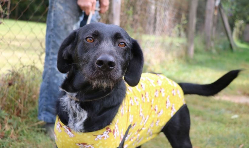 Cassie !Transportpaten gefunden! ♥vermittelt an die Tierhilfe Franken♥