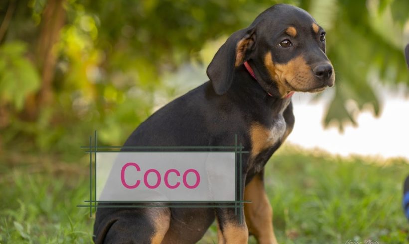 Coco ❤️vermittelt❤️