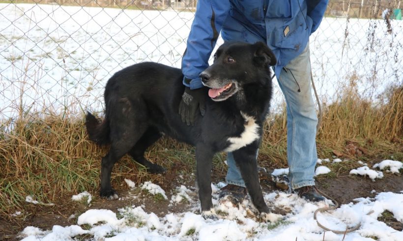 Doki ♥ vermittelt an Berner Sennenhunde in Not ♥ Transportpaten gefunden! 10.4.2021