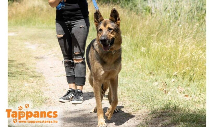 Bruno 3 ♥ vermittelt an „Nothilfe für Hunde“ in Österreich ♥