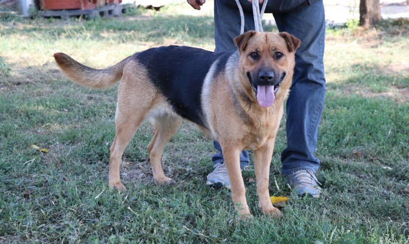 Roxi  ♥ vermittelt an unseren Partnerverein „Nothilfe für Hunde“ in Österreich ♥