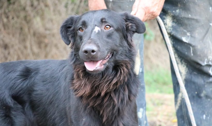 Benő 3  ♥ vermittelt an unseren Partnerverein „Nothilfe für Hunde“ in Österreich ♥