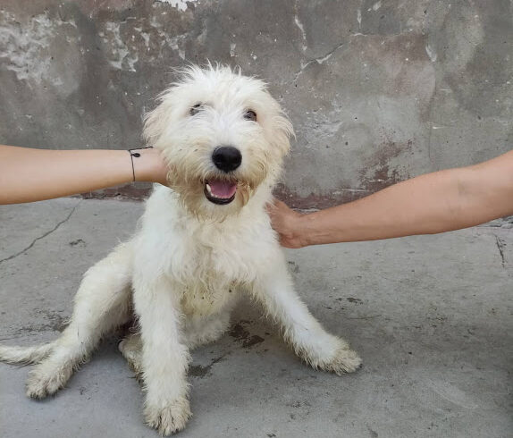 Bogi 9 ♥ vermittelt an „Nothilfe für Hunde“ in Österreich ♥
