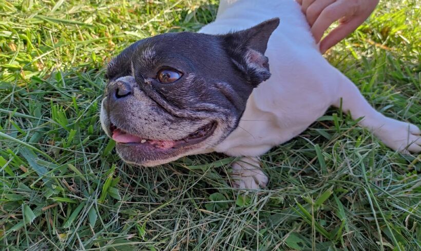 Labas ♥ NOTFALL!! ♥ vermittelt an „Ein Herz für Boxer“ Ausreisepate gefunden, Danke Frau I. Ihrig / Transportpate gefunden, Danke Hr. B. Schuster