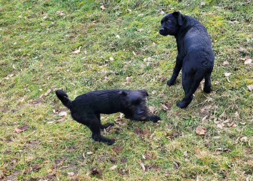 Zsalya♥ zieht jetzt am 25.02.23 auf Pflegestelle in 95355 Presseck ♥ vermittelt ♥