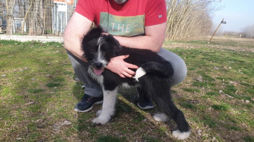 Acel ♥ vermittelt an „Nothilfe für Hunde“ in Österreich ♥