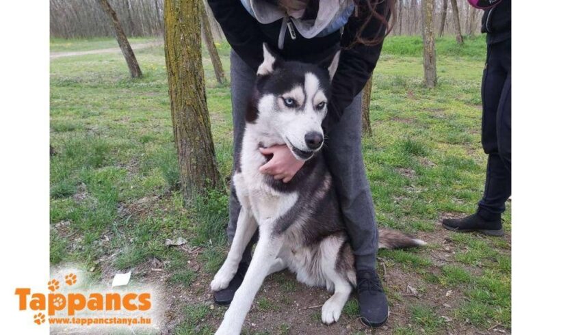 Sky 3 ♥ vermittelt an „Nothilfe für Hunde “ in Österreich ♥