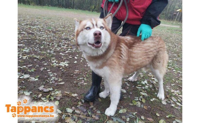 Felszeg ♥ vermittelt an Nothilfe für Hunde in Österreich ♥