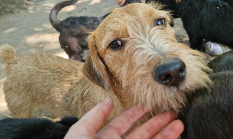 Teddy 4 ♥ vermittelt an “ Nothilfe für Hunde “ in Österreich ♥