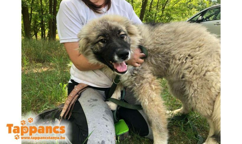 Hudson ♥ vermittelt an „Nothilfe für Hunde“ in Österreich ♥