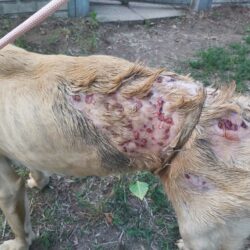 Das Tierheim in Szeged wird überflutet mit Hunden