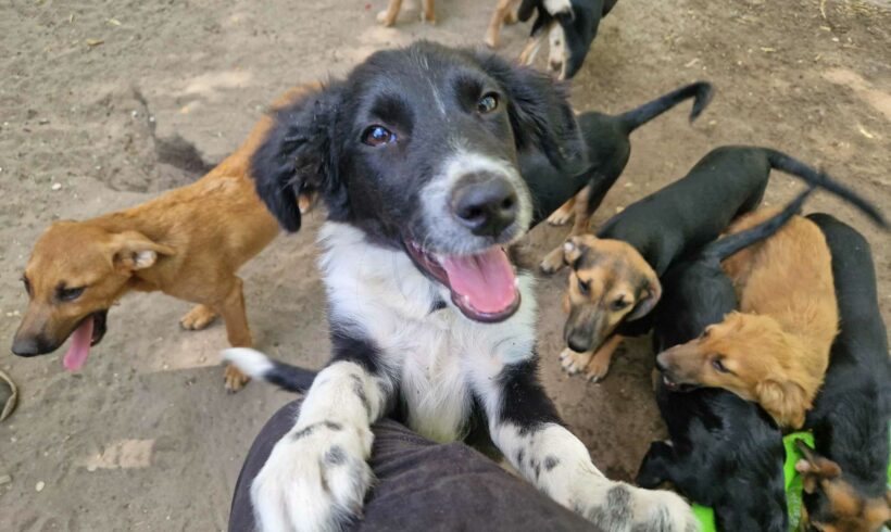 Amira  ♥ vermittelt an „Nothilfe für Hunde“ in Österreich ♥