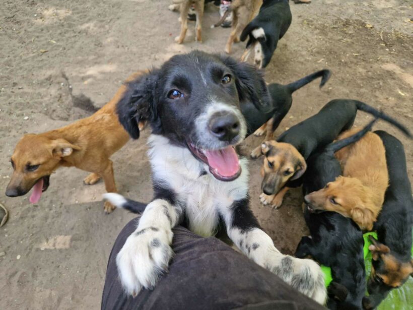 Amira  ♥ vermittelt an „Nothilfe für Hunde“ in Österreich ♥