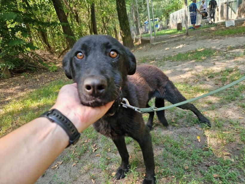 Karina ♥ vermittelt an Nothilfe für Hunde in Österreich ♥