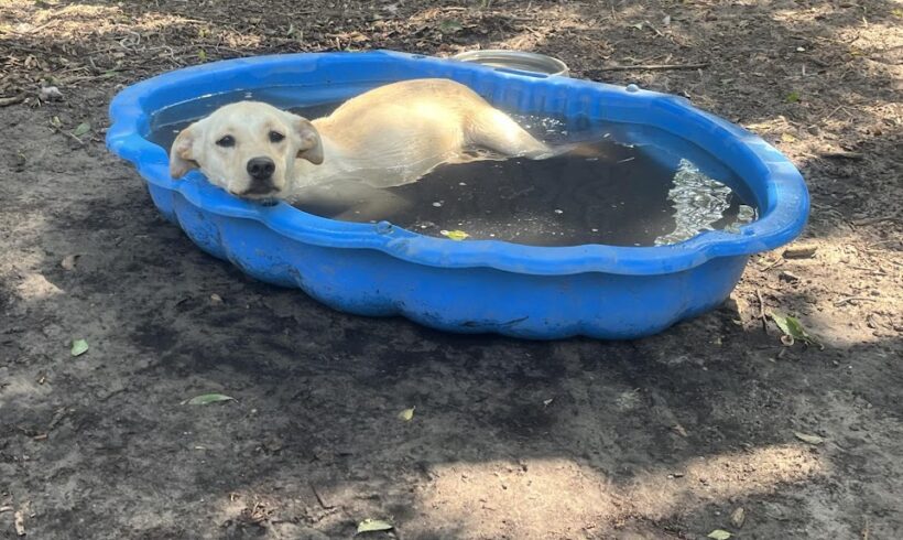 Feherke ♥ vermittelt an Nothilfe für Hunde in Österreich ♥