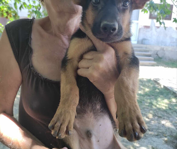 Nando  ♥ vermittelt an Nothilfe für Hunde in Österreich ♥