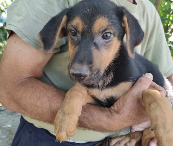 Nick  ♥ vermittelt an Nothilfe für Hunde in Österreich ♥