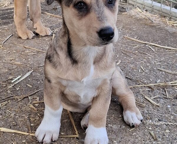 Bibe +++vermittelt an Nothilfe für Hunde+++