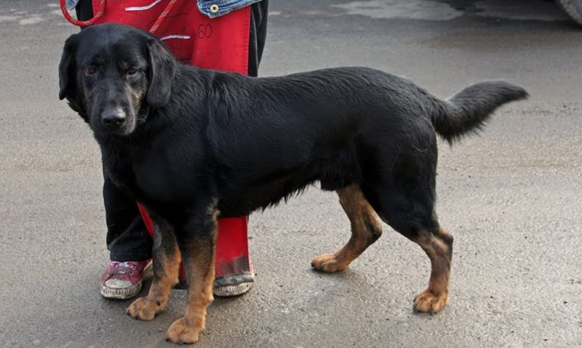 Apollo ♥ Transportpaten gesucht ♥ geht an BSIN ♥ reist 4/19